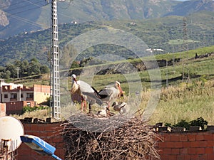 Two storks up which made their nest at the top of a lamppost - Front view
