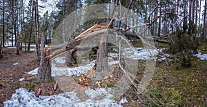 Two storm wind broken spruce trees laying next to each other in forest, Northern Scandinavia