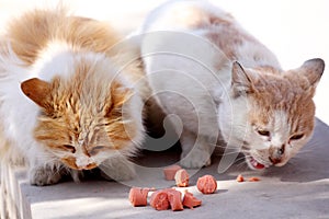 Two stray cats are devouring their meal.