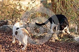 Two stray cats look at each other warily when they meet