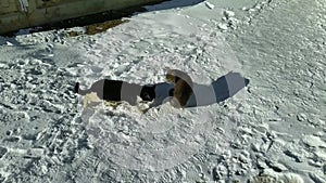 two stray cats outside in winter basking in the sun during the daytime.