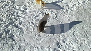 two stray cats outside in winter basking in the sun during the daytime.