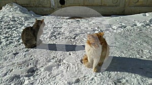 two stray cats outside in winter basking in the sun during the daytime.