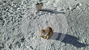 two stray cats outside in winter basking in the sun during the daytime.