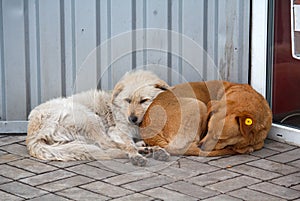 Two stray dog lying close to each other