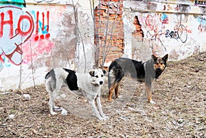 Two stray dogs in the background of wall with graffiti