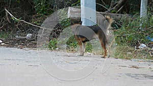 Two stray dogs on a dirty street. A homeless dog in abandoned part of the city