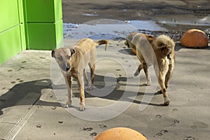 Two stray dogs guard entrance. Animals are abandoned on street. Sterilized dogs