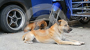 Two stray dogs lie on the street under blue car. Homeless dogs