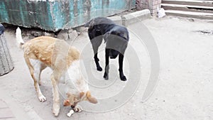 Two stray dogs outdoors play