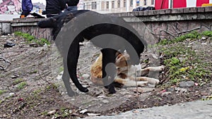 Two stray dogs outdoors play