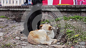 Two stray dogs outdoors play