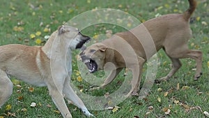 Two stray dogs playing in park on grass lawn with yellow leaves.