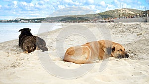 Two stray dogs sleeping on the warm sand of sea beach