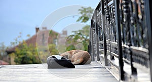 Two stray dogs sleeping on a wooden surface of a bridge