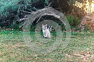 Two stray kittens near his shelter in the bushes in the park