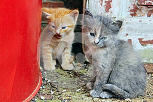 Two stray kittens sitting outdoors. Animals rescue, pets, animals concept.