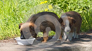 Two stray puppies eat