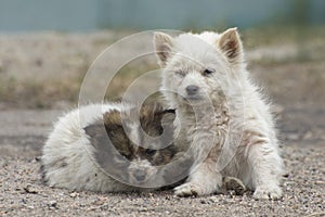 Two stray puppies in outdoor. Abandoned pets. International homeless animals day