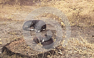 two stray puppies resting at the plantation