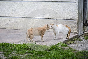 two street big cat intimidating each other before fighting.white and orange cat intimidating beige cat.