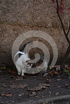 Two street cats in the autumn field