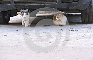 Two street cats sitting under the car