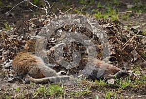 Two street cats sleeping on a pile of last year\'s leaves