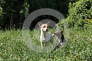 two street dogs in the background of a field with wild flowers