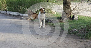 Two street dogs near the tree