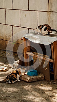 Two street yard thoroughbred fluffy multi-colored cats walking in town, Portrait of cute homeless abandoned pet in Kyiv at sunny