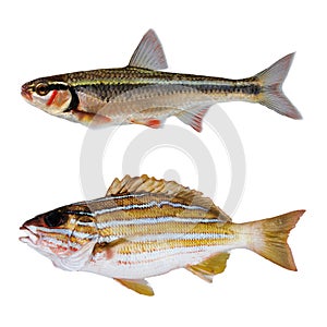 Two striped bass fish photo