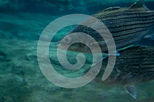 Two Striped Bass Fish Swimming Underwater