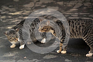 Two striped cat quarrel