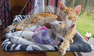 Two striped cats lying on their hammock photo