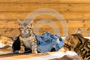 Two striped cats play with jeans