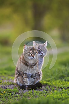 Two striped cats sit side by side on the grass in the spring garden