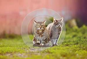 Two striped cats sit side by side on the grass in the spring garden and look ahead