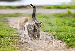 two striped cats walking on green grass on a Sunny meadow in spring