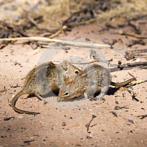 Two striped field mice on the Kalahari South Africa