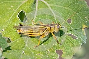 Two-striped Grasshopper Feeding on Leaf photo