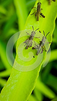 The two-striped grasshopper is the largest of three pulse crop pest species, with males measuring 24 to 28 mm photo