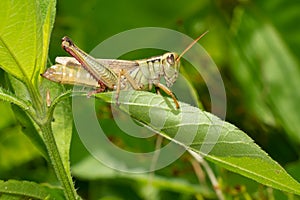 Two-striped Grasshopper - Melanoplus bivittatus