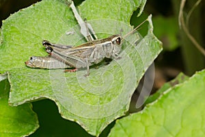 Two-striped Grasshopper - Melanoplus bivittatus photo