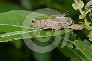 Two-striped Grasshopper - Melanoplus bivittatus photo