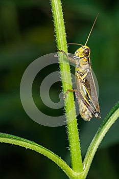 Two-striped Grasshopper - Melanoplus bivittatus photo