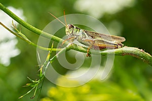 Two-striped Grasshopper - Melanoplus bivittatus photo