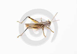 Two-striped Grasshopper photo