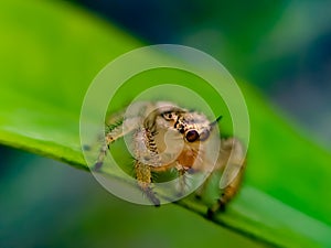 The two-striped jumper, or telamonia dimidiata, is a jumping spider found in various Asian tropical rain forests,