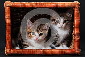 Two striped kittens sitting in rectangular basket